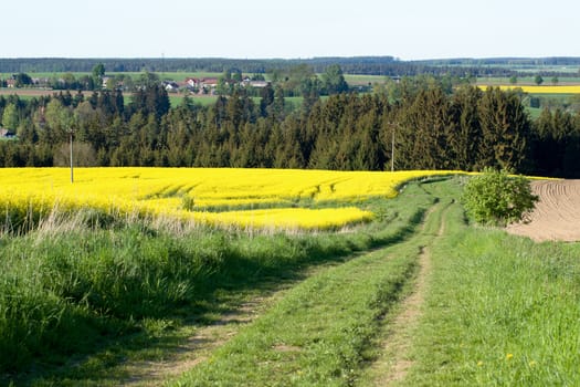 Beautiful spring rural landscape with rape field and blue sky