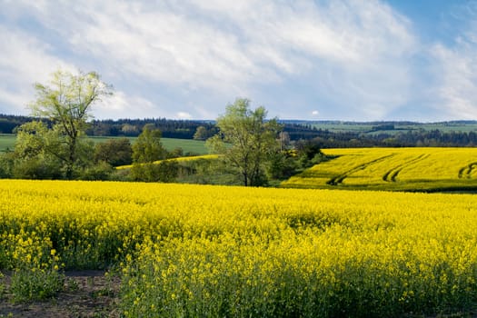 Beautiful spring rural landscape with rape field and blue sky