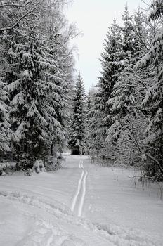 day after fresh snowfall in the winter forest 