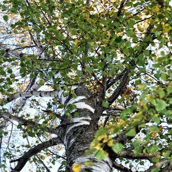 tree crowns  into trees from barrel  photographed wide angle