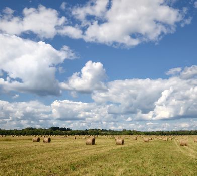 Round straw bales in harvested fields under blue sky