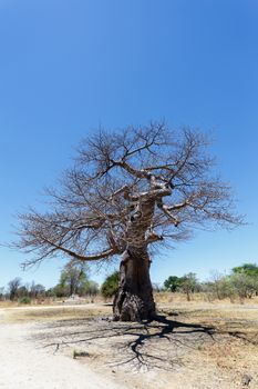majestic old baobab tree (Adansonia digitata)) - Ngoma, Botswana Zimbabwe border