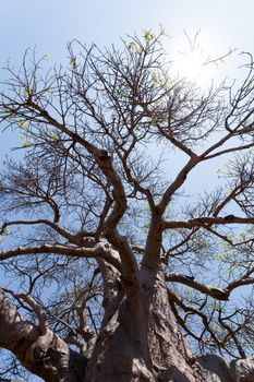 majestic old baobab tree (Adansonia digitata)) - Kasane, Botswana