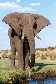 Portrait of African Elephant in Chobe National Park, Botswana. True wildlife photography