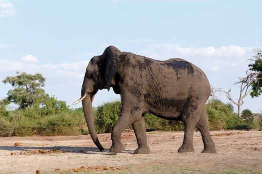 Portrait of African Elephant in Chobe National Park, Botswana. True wildlife photography