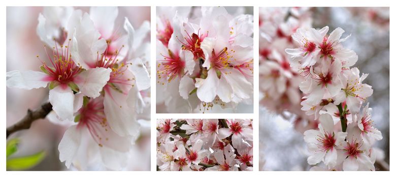 Collection of Beauty White and Pink Cheery Tree Blossom closeup