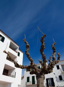 Dry Spreading Tree between White Apartment Houses against Blue Sky Outdoors. Bottom Up View