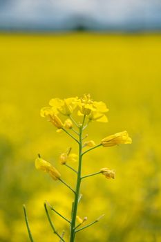 Rape flower