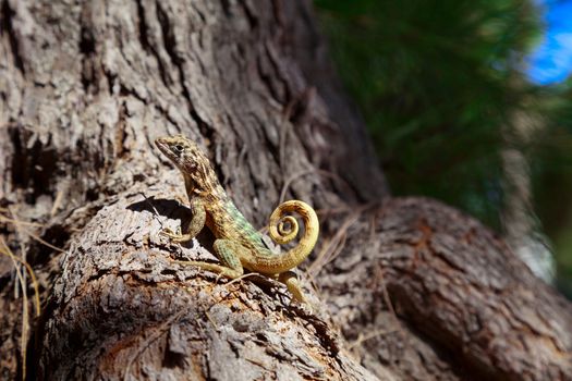 Small curly-tailed lizard basking in the sun