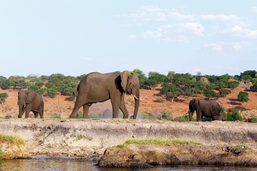 Portrait of African Elephant in Chobe National Park, Botswana. True wildlife photography