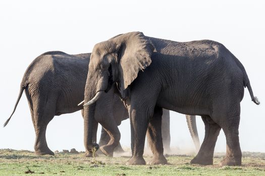 Portrait of African Elephant in Chobe National Park, Botswana. True wildlife photography