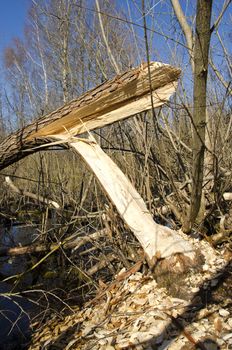 spring willow in forest damaged by european beaver castor fiber