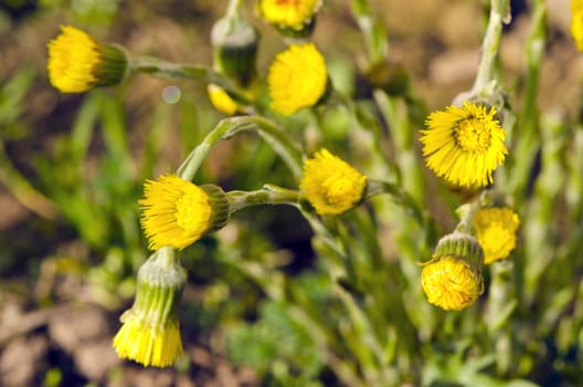 eraly spring wild medical flowers coltsfoot tussilago farfara group