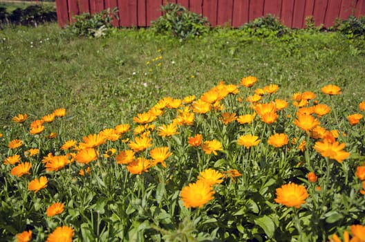 blossoming medical calendula marigold flowers in farm garden