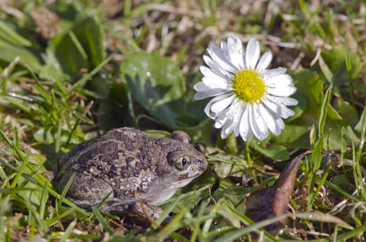 beautiful garlic frog Common Spadefoot  (Pelobates fuscus) toad on spring grass and flower