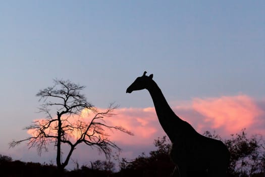 sunset and giraffe in silhouette in Africa, Namibia