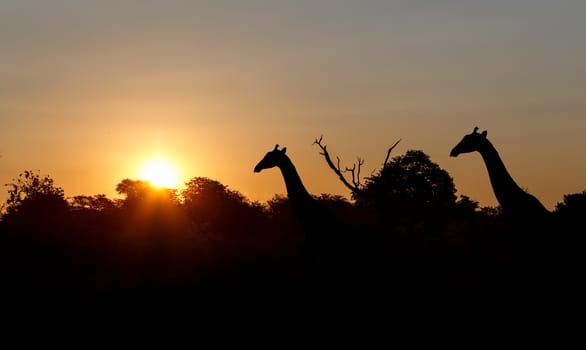sunset and giraffes in silhouette in Africa, Namibia