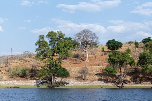 landscape of Chobe river in Botswana, view from boat