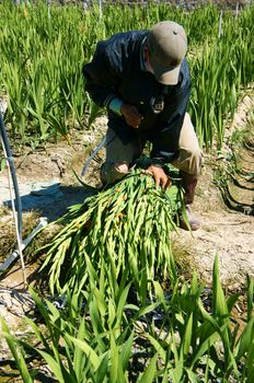 LAM DONG, VIET NAM- FEB 6: Asian farmer working on Vietnamese plantation, man harvesting gladiolus flower in springtime, green garden on day, Lamdong, Vietnam, Feb 6, 2014