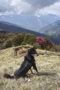the dog in the way to poolhill , Nepal