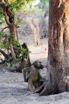 family of Chacma Baboon (Papio anubis), Nambwa National Park in Namibia