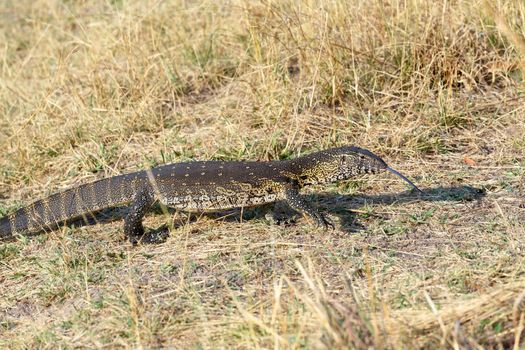 Monitor Lizard, Varanus niloticus on savanna, nambwa park Namibia, Africa