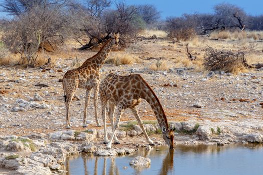 Giraffa camelopardalis drinking from waterhole in Etosha national Park, Ombika, Kunene, Namibia