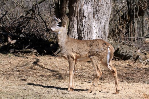 White-tailed Deer early spring in late morning sun on alert