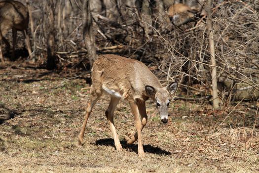 White-tailed Deer early spring in late morning sun walking in field