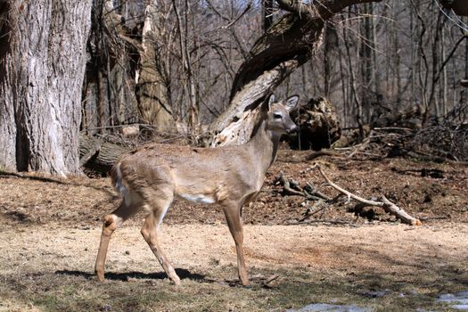 White-tailed Deer early spring in late morning sun on alert