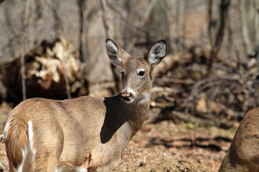 White-tailed Deer early spring in late morning sun on alert looking back