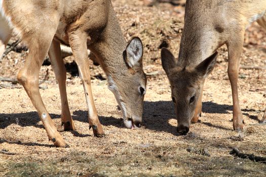 White-tailed Deer early spring in late morning sun feeding