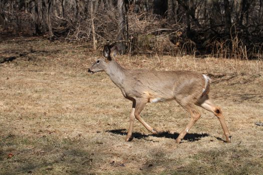 White-tailed Deer early spring in late morning sun walking in field