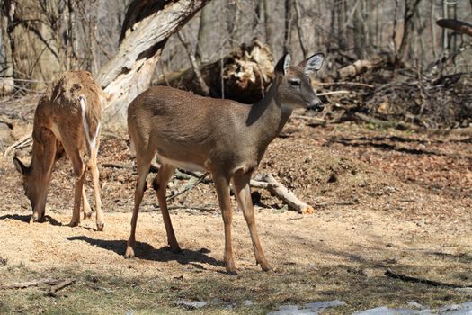 White-tailed Deer early spring in late morning sun on alert