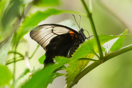 A green leaf and butterfly in close up shot