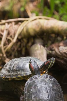 Two terrapin turtles in nature