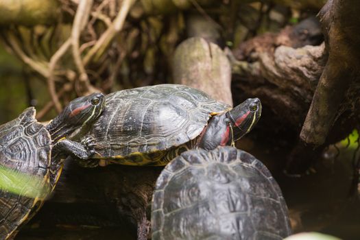 Three terrapin turtles in nature