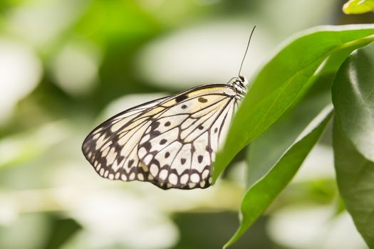 Butterfly on green leaf focus on foreground