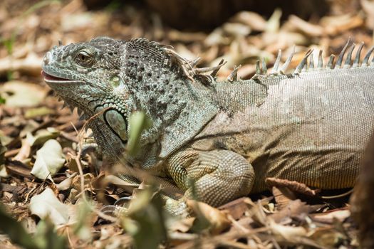 Green iguana on dead leaves