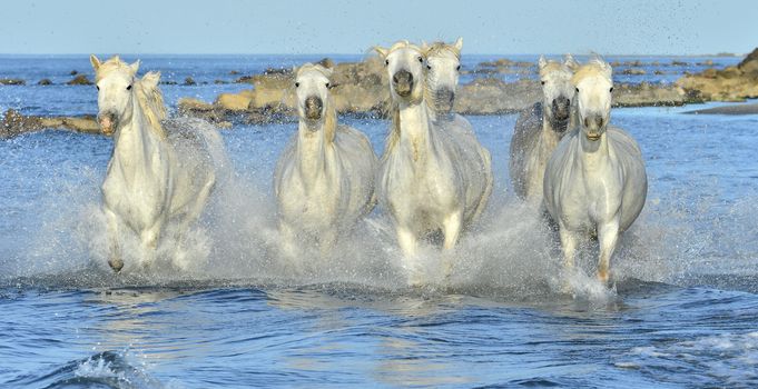 White horses of Camargue running through water. France