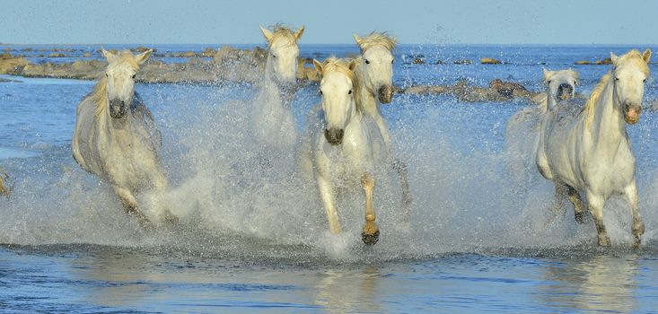 White horses of Camargue running through water. France