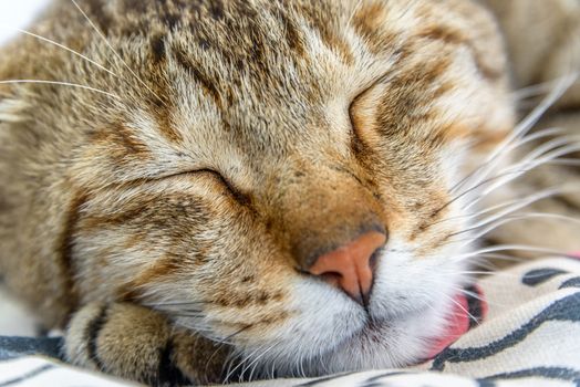 A closeup of a cat sleeping