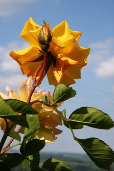 Yellow roses with buds  in village garden