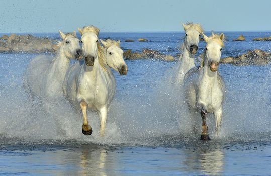 White horses of Camargue running through water. France