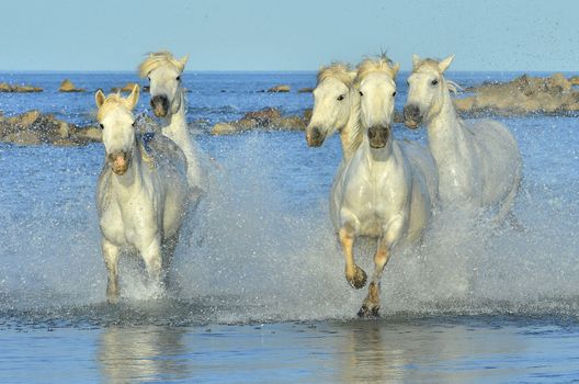 White horses of Camargue running through water. France