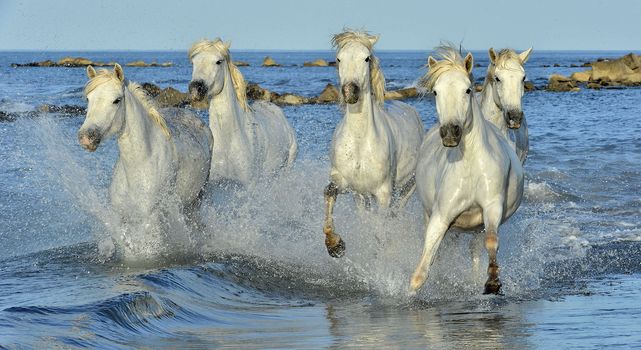 White horses of Camargue running through water. France