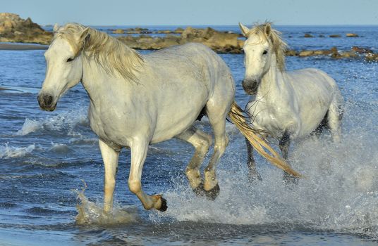 White horses of Camargue running through water. France