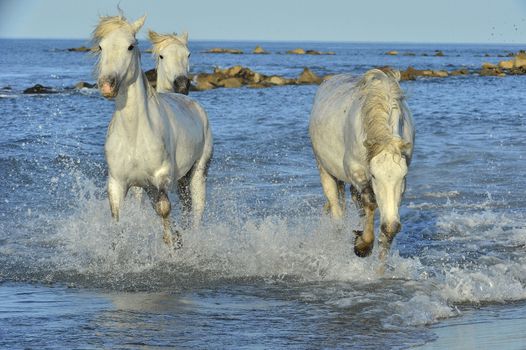 White horses of Camargue running through water. France