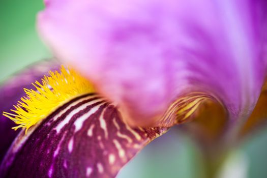 Close up of the beautiful iris flower.