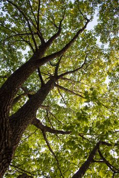 Trunk and branches of the oak tree.